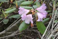 Rhododendron campanulatum
